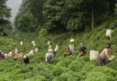 Çay Üretimini Şirketlerin Kontrolüne Veren Çay Yasası Geri Çekilsin!